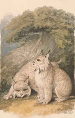 The Canada Lynx from the Life by Samuel Howitt Oil Painting