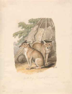 Two Huskies by Samuel Howitt Oil Painting