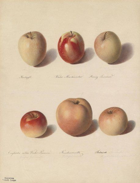 Main Product Photo of Apfelsorten Painting by Sebastian Wegmayr
