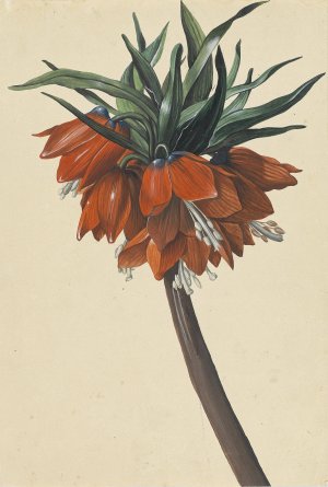 Frittelaria imperialis by Sebastian Wegmayr Oil Painting