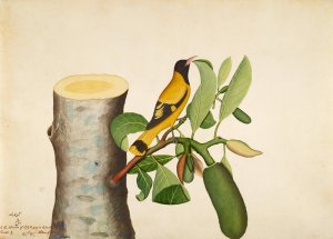 Black-hooded Oriole and Insect on Jackfruit Stump by Sheikh Zain Al-Din Oil Painting