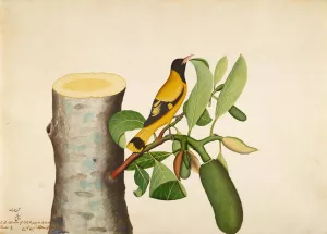 Black-hooded Oriole and Insect on Jackfruit Stump by Sheikh Zain Al-Din Oil Painting