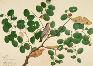 Brahminy Starling with Two Antheraea Moths, Caterpillar, and Cocoon on Indian Jujube Tree by Sheikh Zain Al-Din Oil Painting