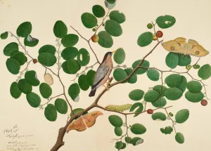 Brahminy Starling with Two Antheraea Moths, Caterpillar, and Cocoon on Indian Jujube Tree by Sheikh Zain Al-Din Oil Painting