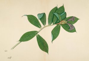 Crepe Ginger Plant by Sheikh Zain Al-Din Oil Painting