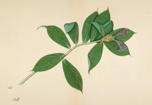 Crepe Ginger Plant by Sheikh Zain Al-Din Oil Painting