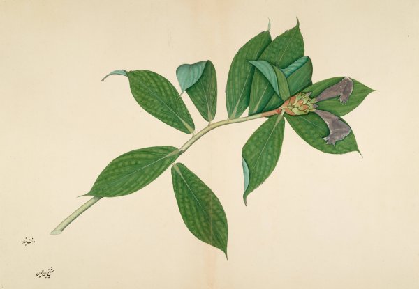 Crepe Ginger Plant  by Sheikh Zain Al-Din - Hand-Painted Oil Painting Reproduction