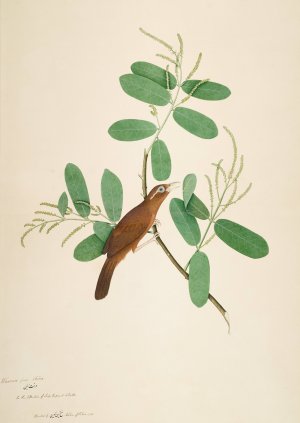 Hwamei on Terminalia Branch by Sheikh Zain Al-Din Oil Painting