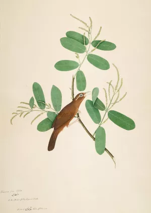 Hwamei on Terminalia Branch Oil painting by Sheikh Zain Al-Din