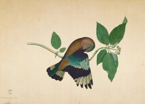 Indian Roller on Sandlewood Branch by Sheikh Zain Al-Din Oil Painting