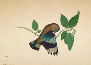 Indian Roller on Sandlewood Branch by Sheikh Zain Al-Din Oil Painting