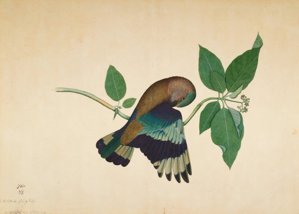 Indian Roller on Sandlewood Branch  by Sheikh Zain Al-Din - Hand-Painted Oil Painting Reproduction