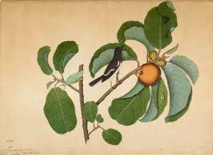 Oriental Magpie Robin with Katydid and Leaf Hopper on Monkey Jack Branch by Sheikh Zain Al-Din Oil Painting