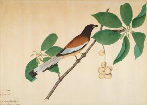 Rufous Treepie and Caterpillar on Branch by Sheikh Zain Al-Din Oil Painting