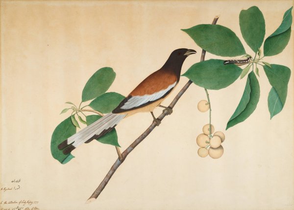 Rufous Treepie and Caterpillar on Branch  by Sheikh Zain Al-Din - Hand-Painted Oil Painting Reproduction