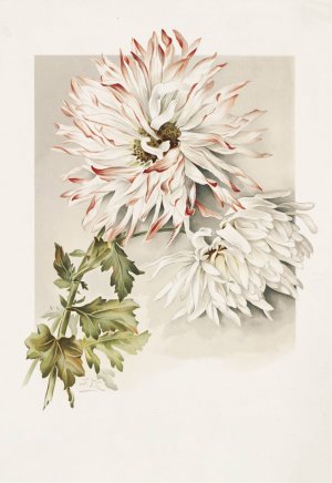 Chrysanthemums by Sidney Thomas Callowhill Oil Painting