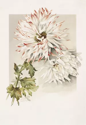 Chrysanthemums by Sidney Thomas Callowhill Oil Painting