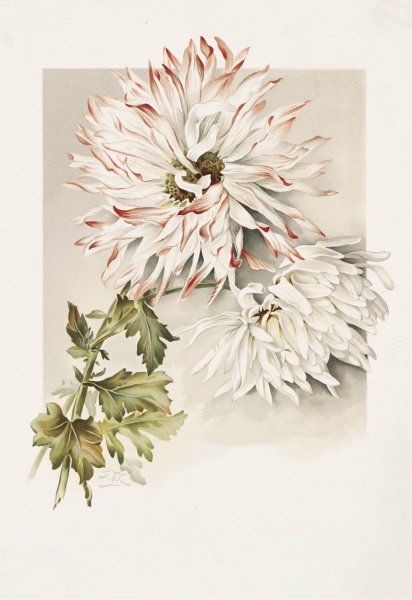 Main Product Photo of Chrysanthemums  Painting by Sidney Thomas Callowhill