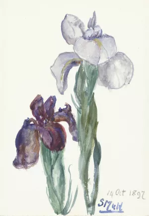 Irissen by Sientje Mesdag Van Houten Oil Painting
