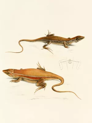 Acanthodactylus Capensis by Sir Andrew Smith Oil Painting