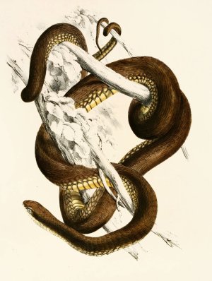 Bucephalus Capensis by Sir Andrew Smith Oil Painting