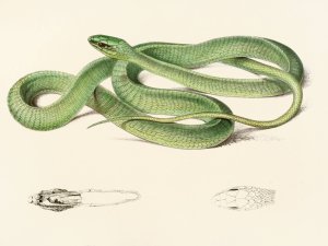Bucephalus Viridis Oil painting by Sir Andrew Smith