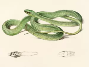 Bucephalus Viridis by Sir Andrew Smith Oil Painting