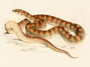 Coluber Canus Var. B Oil painting by Sir Andrew Smith