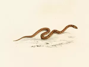 Coluber Canus Young Oil painting by Sir Andrew Smith