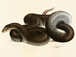 Coluber Canus by Sir Andrew Smith Oil Painting