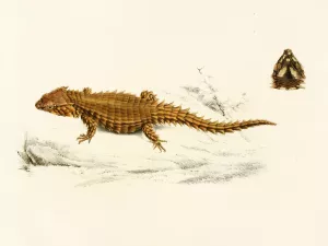 Cordylus Cataphractus by Sir Andrew Smith Oil Painting