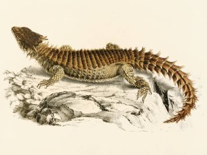 Cordylus Giganteus by Sir Andrew Smith Oil Painting