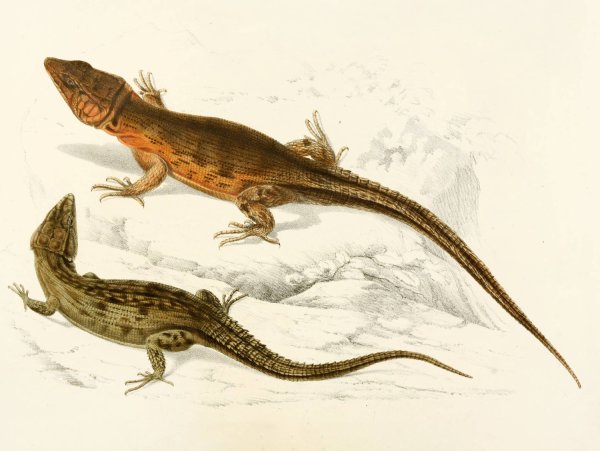 Cordylus Microlepidotus  by Sir Andrew Smith - Hand-Painted Oil Painting Reproduction