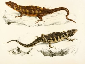 Cordylus Microlepidotus by Sir Andrew Smith Oil Painting
