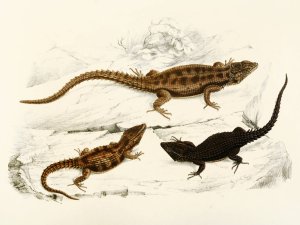 Cordylus Polyzonus, Cordylus Griseus var. by Sir Andrew Smith Oil Painting