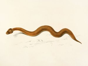 Enchida Inornata Oil painting by Sir Andrew Smith