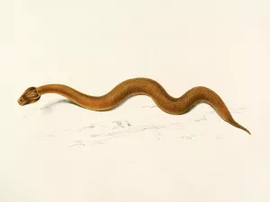 Enchida Inornata by Sir Andrew Smith Oil Painting