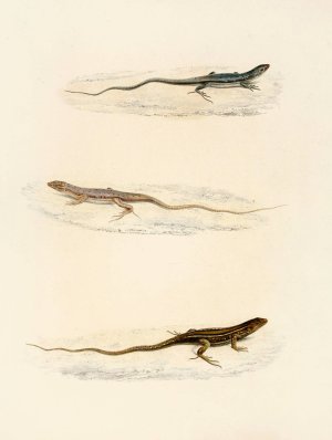 Eremias Annulifera, Eremias Fulchra, Eremias Formosa Oil painting by Sir Andrew Smith