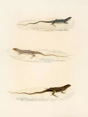 Eremias Annulifera, Eremias Fulchra, Eremias Formosa by Sir Andrew Smith Oil Painting