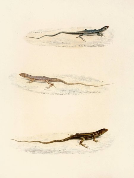 Eremias Annulifera, Eremias Fulchra, Eremias Formosa  by Sir Andrew Smith - Hand-Painted Oil Painting Reproduction