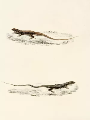 Eremias Burchellii, Eremias Capensis by Sir Andrew Smith Oil Painting