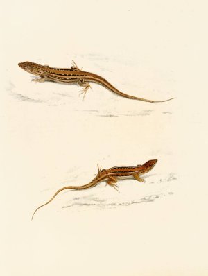 Eremias Knoxii, Eremias Lineo-Ocellata by Sir Andrew Smith Oil Painting