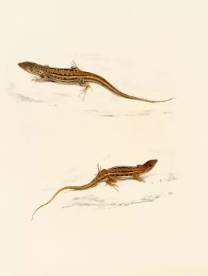 Eremias Knoxii, Eremias Lineo-Ocellata by Sir Andrew Smith Oil Painting