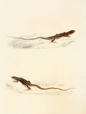 Eremias Laticeps, Eremias Lugubris by Sir Andrew Smith Oil Painting