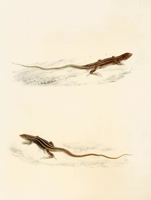 Eremias Laticeps, Eremias Lugubris by Sir Andrew Smith Oil Painting