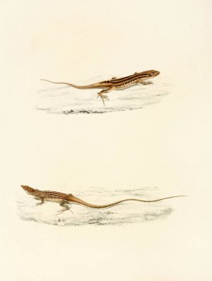 Eremias Undata, Eremias Namaquensis Oil painting by Sir Andrew Smith