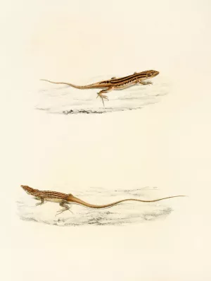 Eremias Undata, Eremias Namaquensis by Sir Andrew Smith Oil Painting