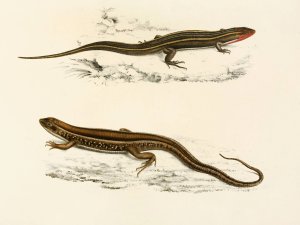 Gerrhosaurus Bibroni, Gerrhosaurus Typicus by Sir Andrew Smith Oil Painting