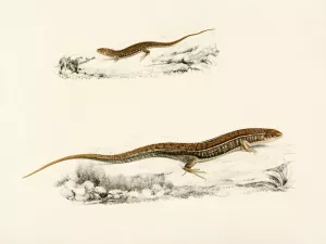 Gerrhosaurus Flavigularis by Sir Andrew Smith Oil Painting