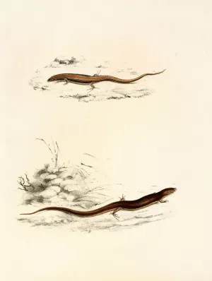 Gerrhosaurus Sepiformis, Gerrhosaurus Subtessellatus Oil painting by Sir Andrew Smith